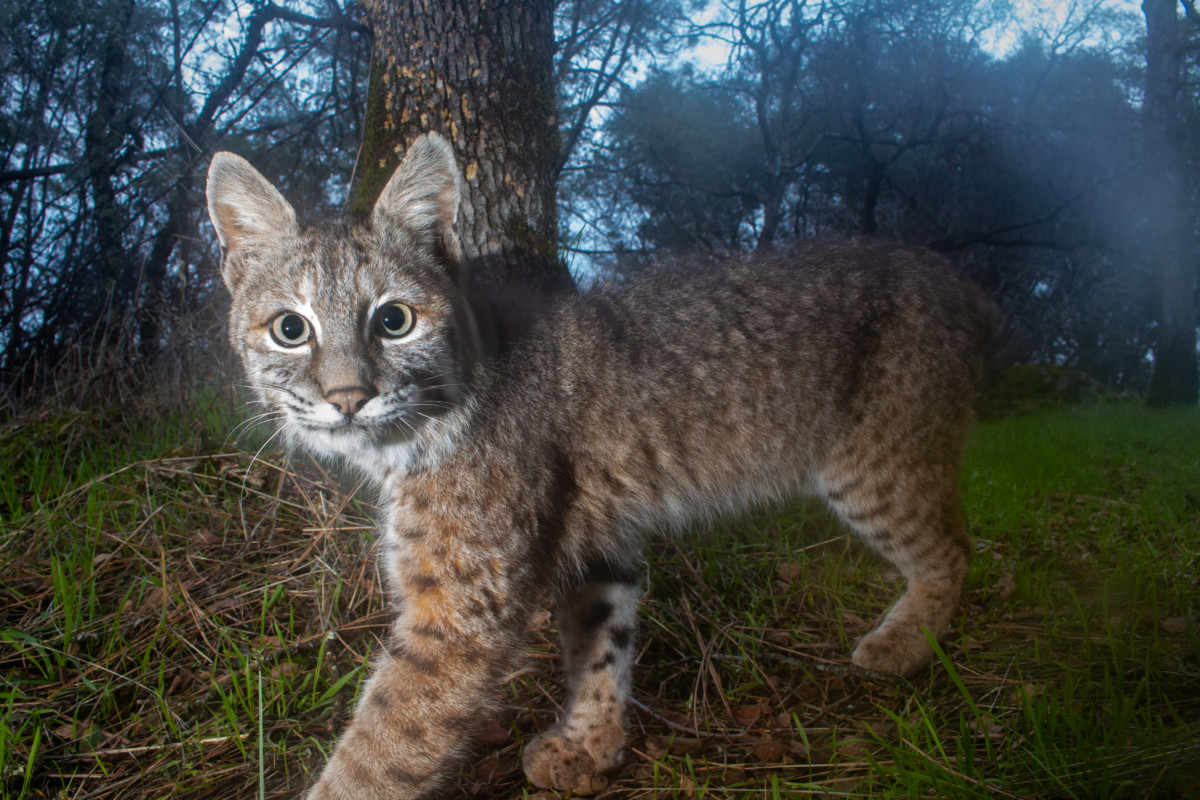 16. Bobcat