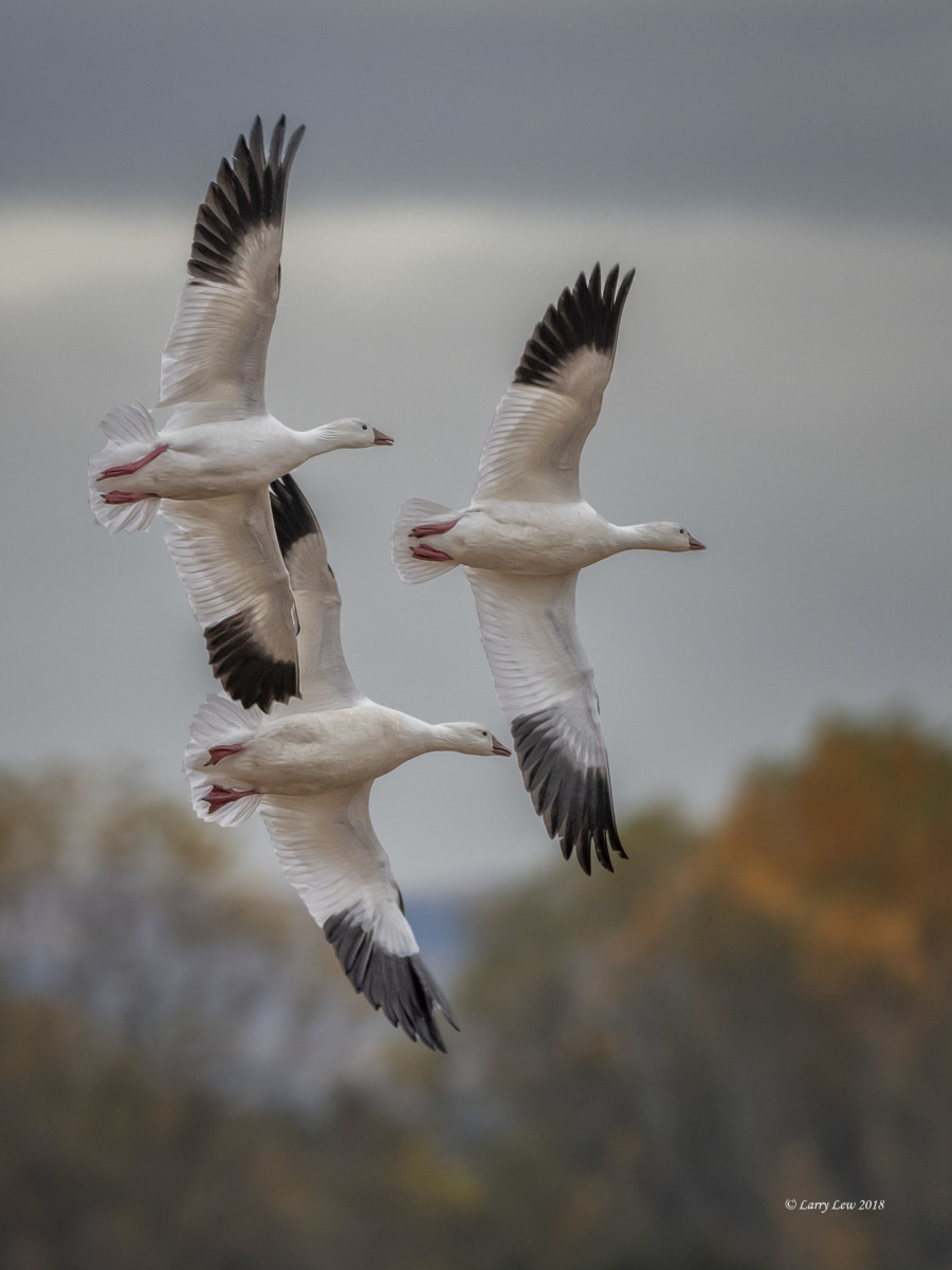 13. Courtship Flight