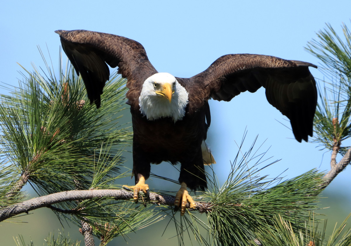 15. Águila Calva