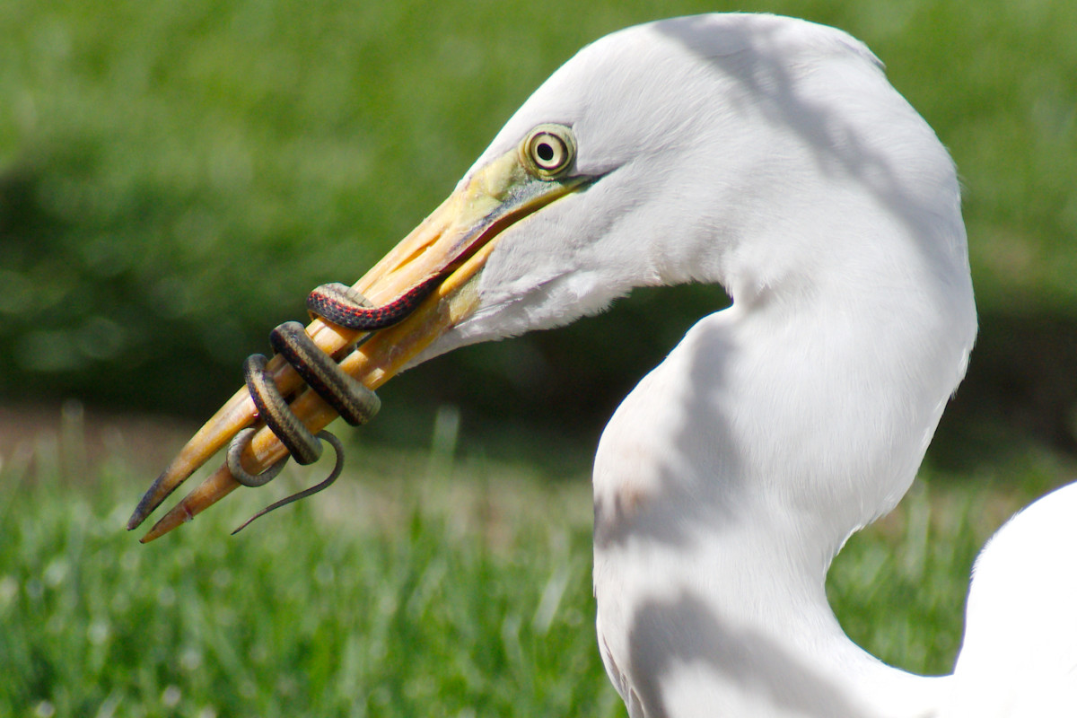 2. Egret and Garter Snake