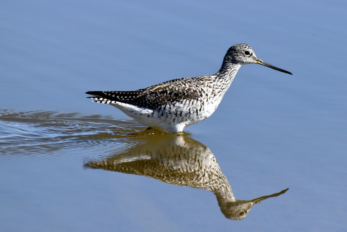 11. Greater Yellowlegs