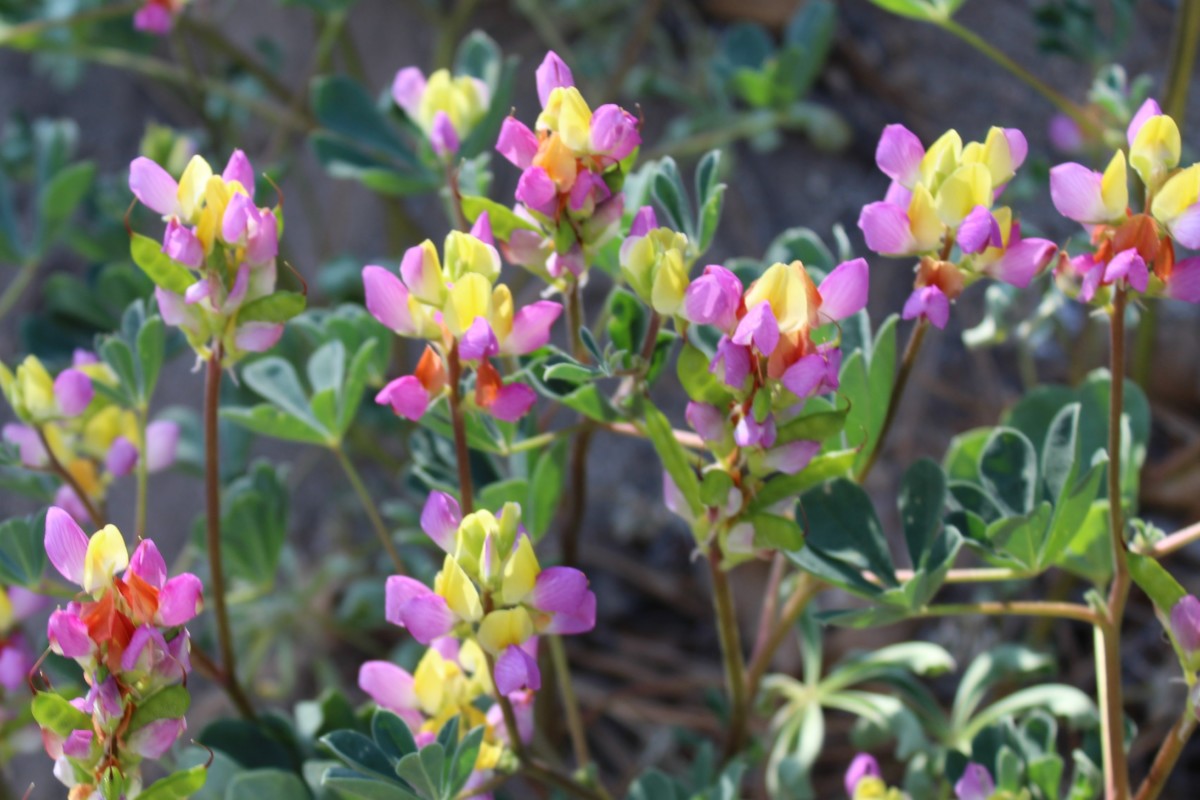 9. Harlequin Lupine