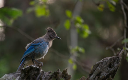 steller's jay