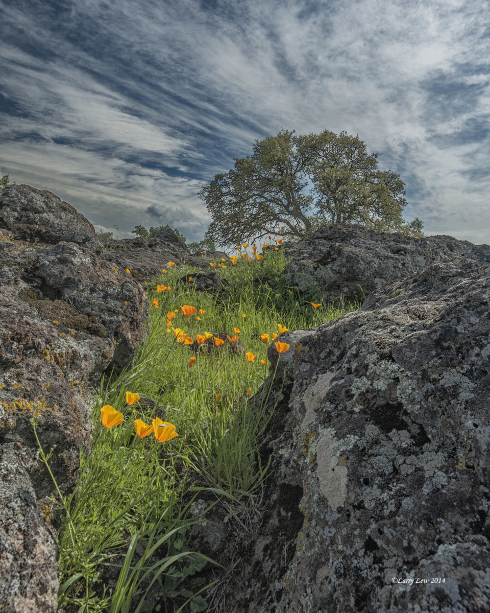 20. Amapolas de Knights Ferry