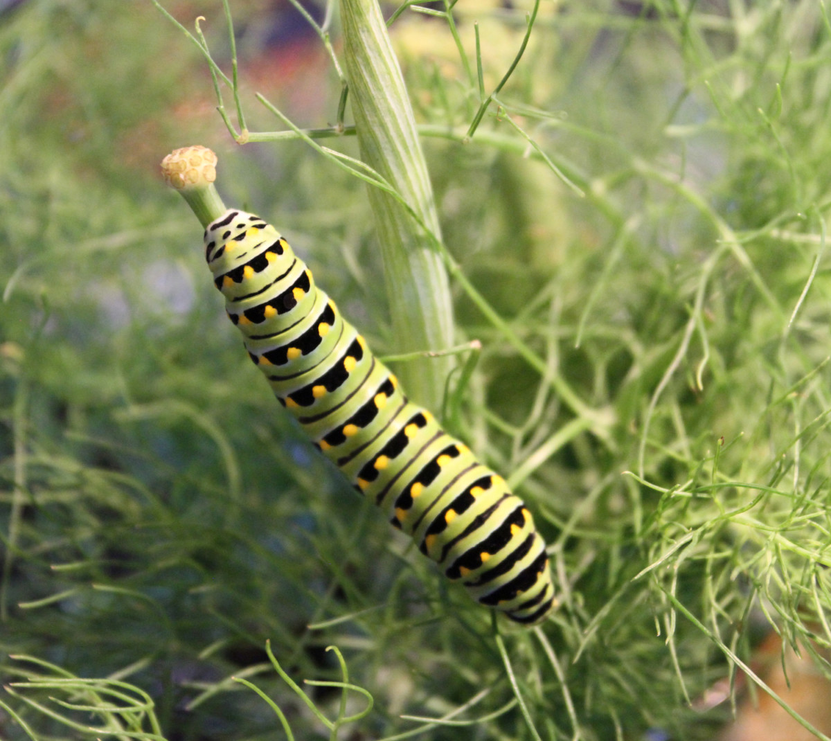 20. Swallowtail Caterpillar