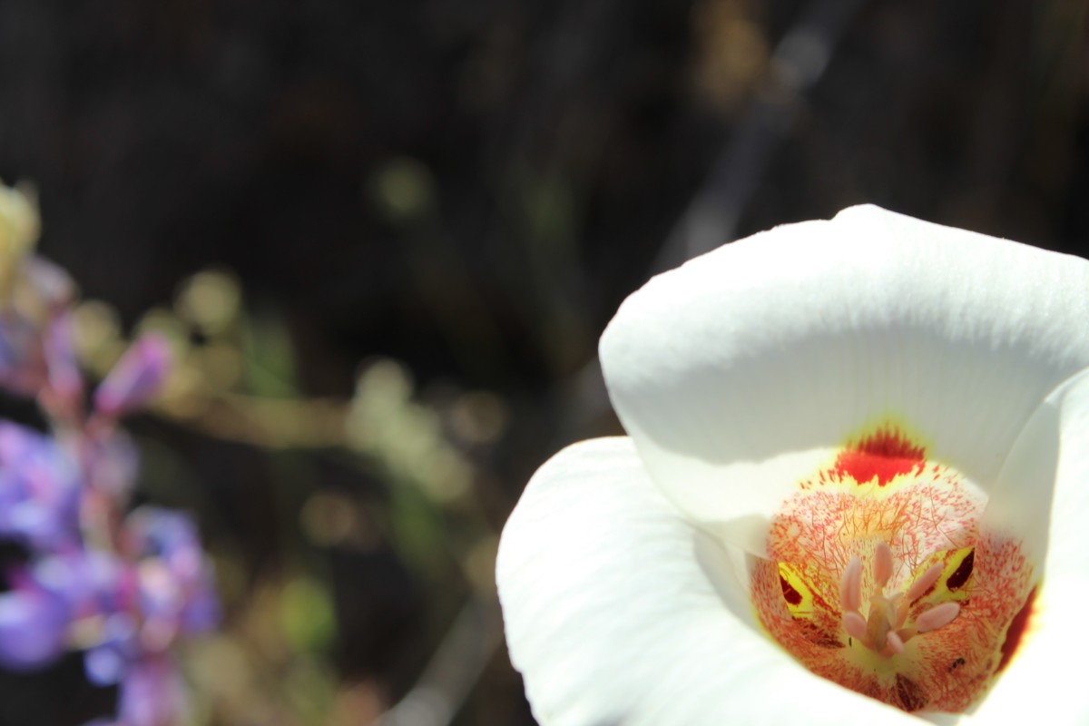 14. Mariposa Lily