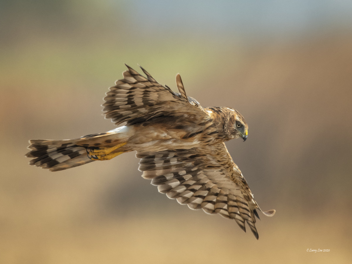 5. Northern Harrier