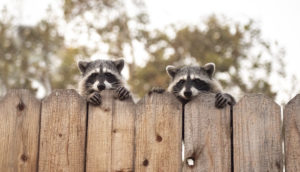 raccoons on fence