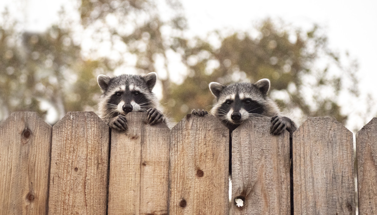 18. Racoons