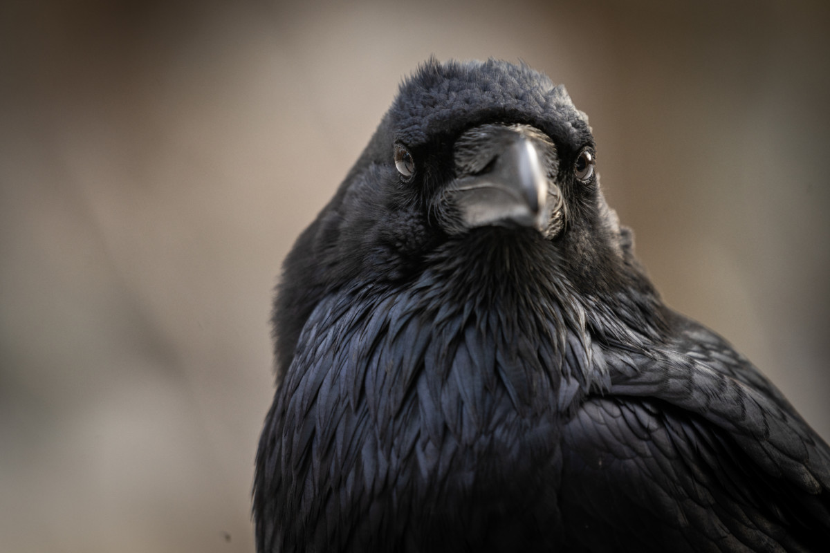 3. Raven