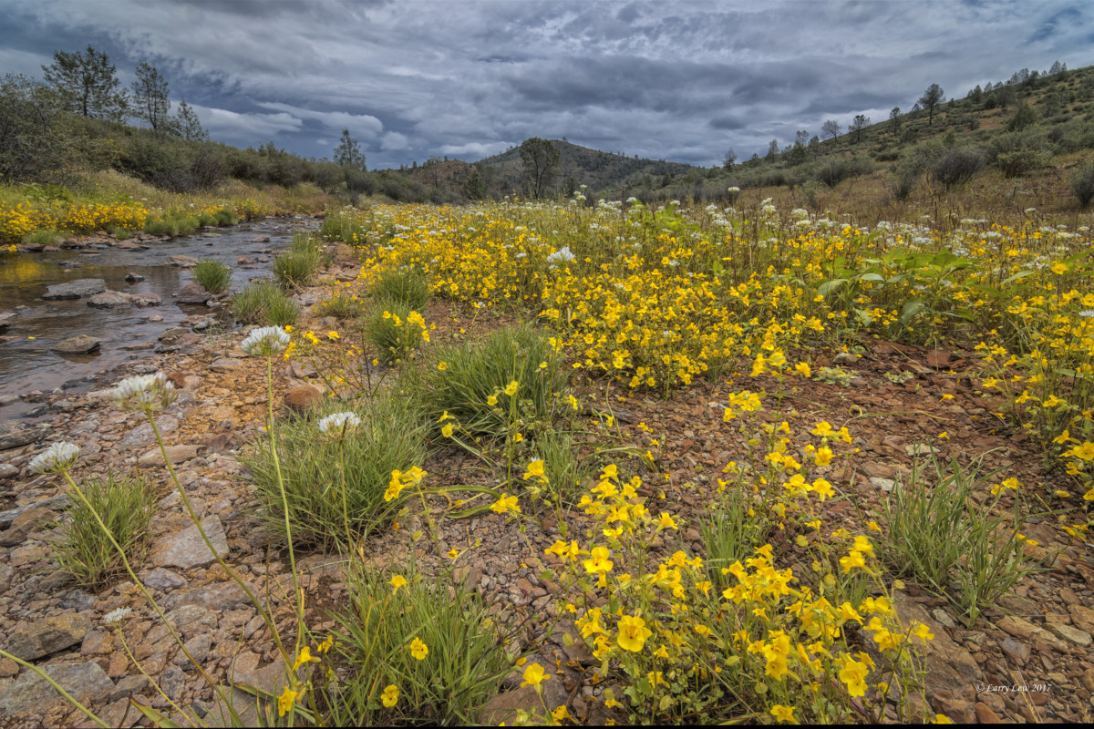 17. Red Hills Flowers