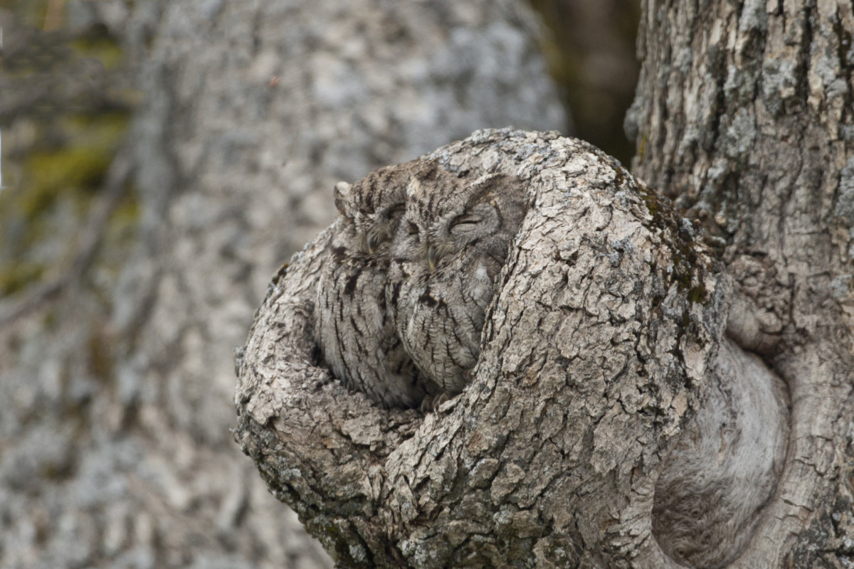 12. Snuggling Screech Owls