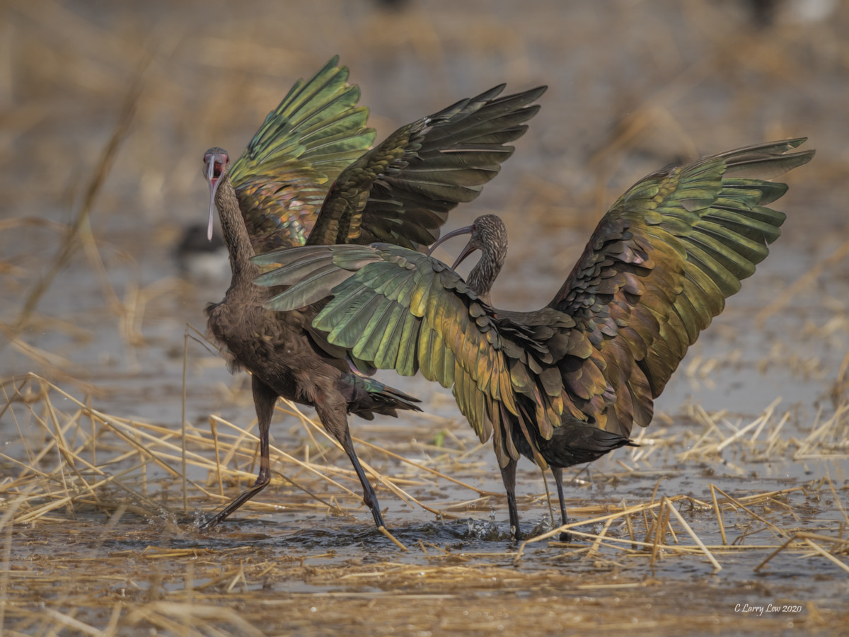 10. White-faced Ibis