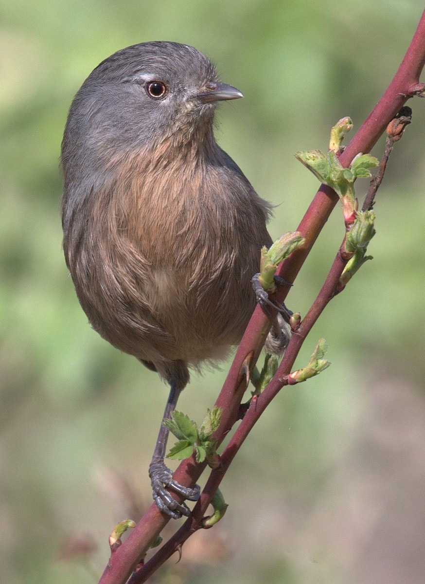 14. Wrentit