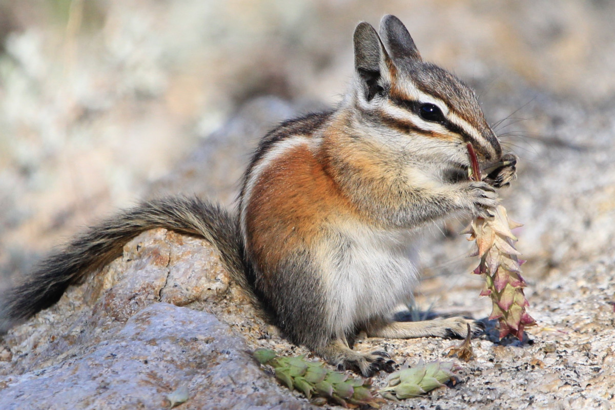 1. Chipmunk