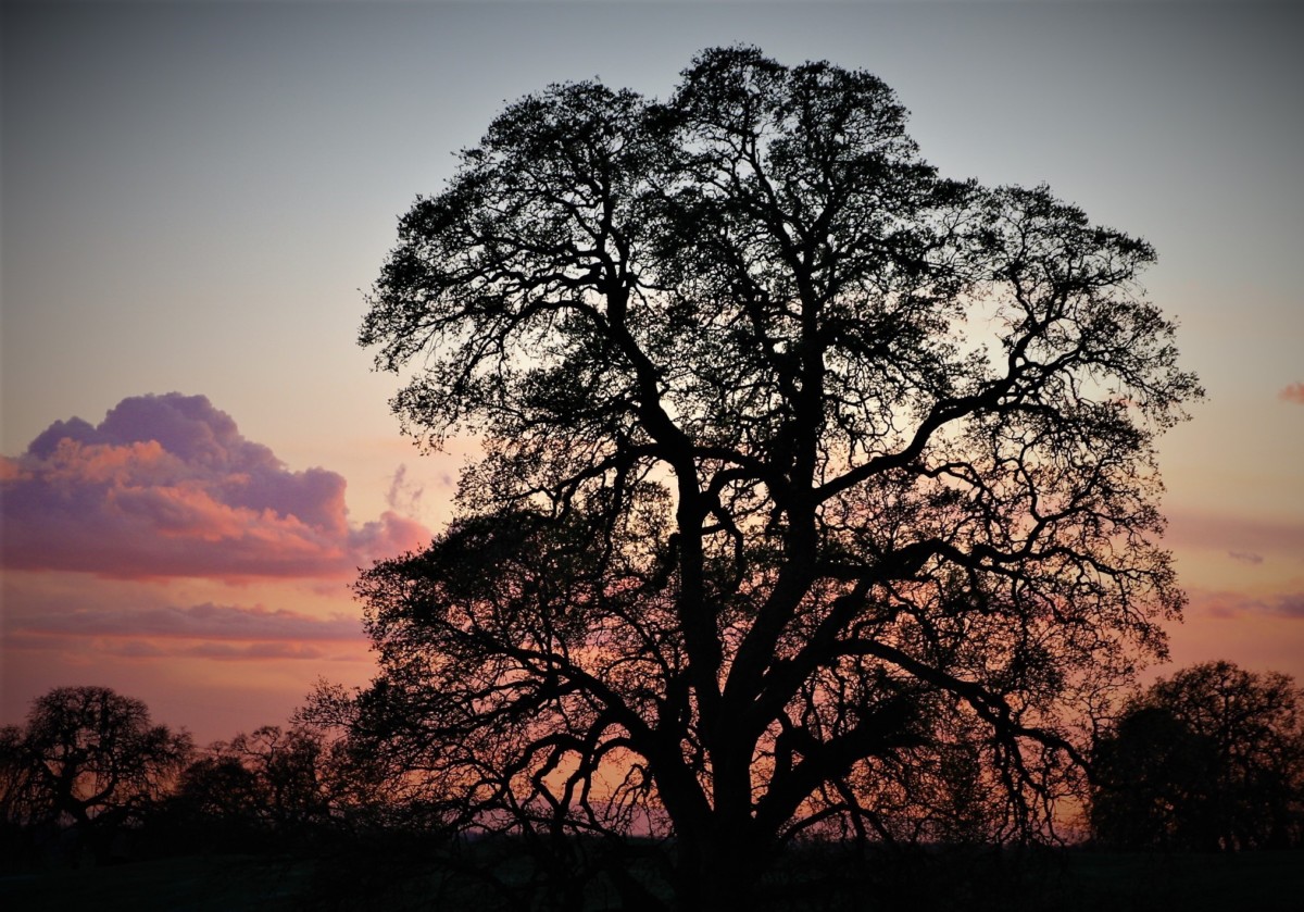 18. Oak Tree Sunset