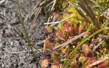 roundleaf sundew