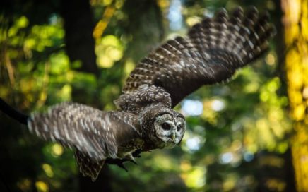 spotted owl