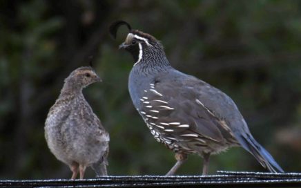 quail