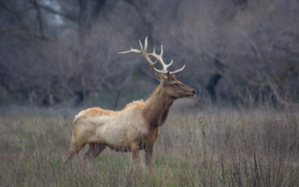 elk buck