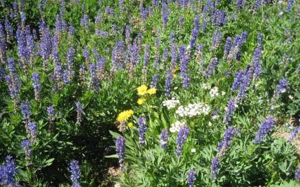 mixed wildflowers