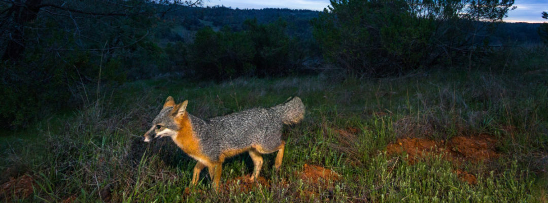 gray fox