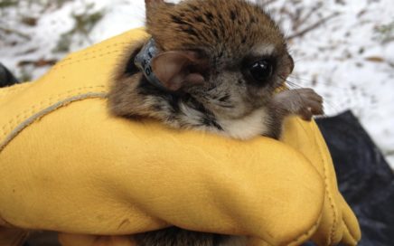 flying squirrel being handled