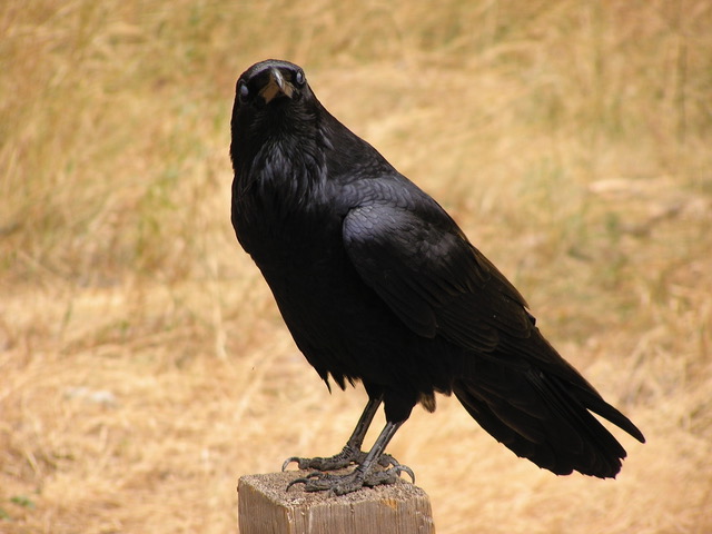 Raven