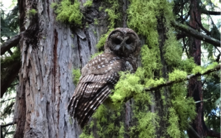california spotted owl