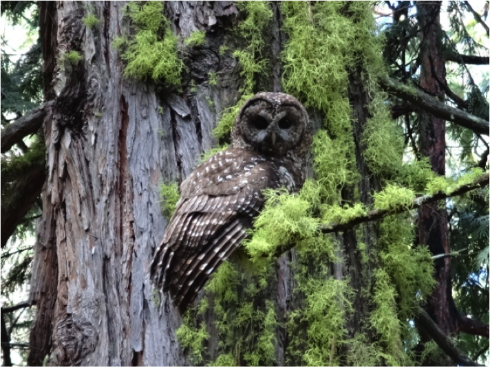 california spotted owl