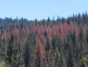 Beetle-killed trees in the forest