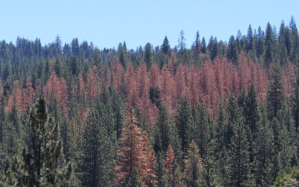 Beetle-killed trees in the forest