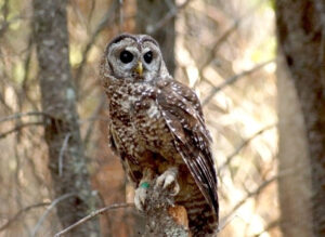 California Spotted Owl