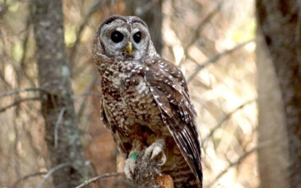 California Spotted Owl