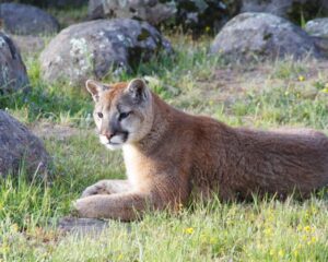 a young mountain lion laying amongst grasses, wildflowers, and granite boulders