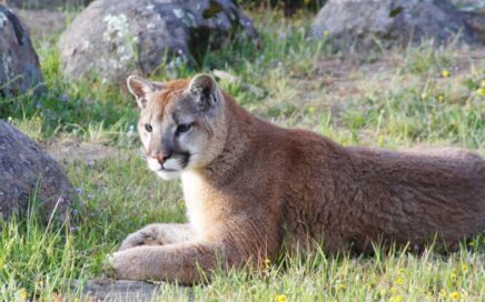 a young mountain lion laying amongst grasses, wildflowers, and granite boulders