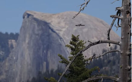 raptor flying with half dome in the distance