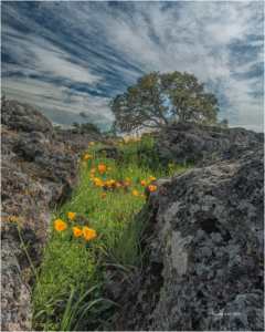 poppies, green grass, and blue oak in the foothills