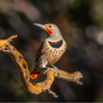 Top Photos from CSERC’s 2025 “Wild Wonders” Photo Contest