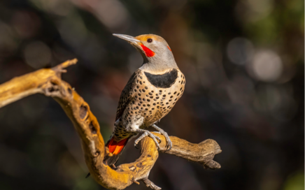 perched northern flicker