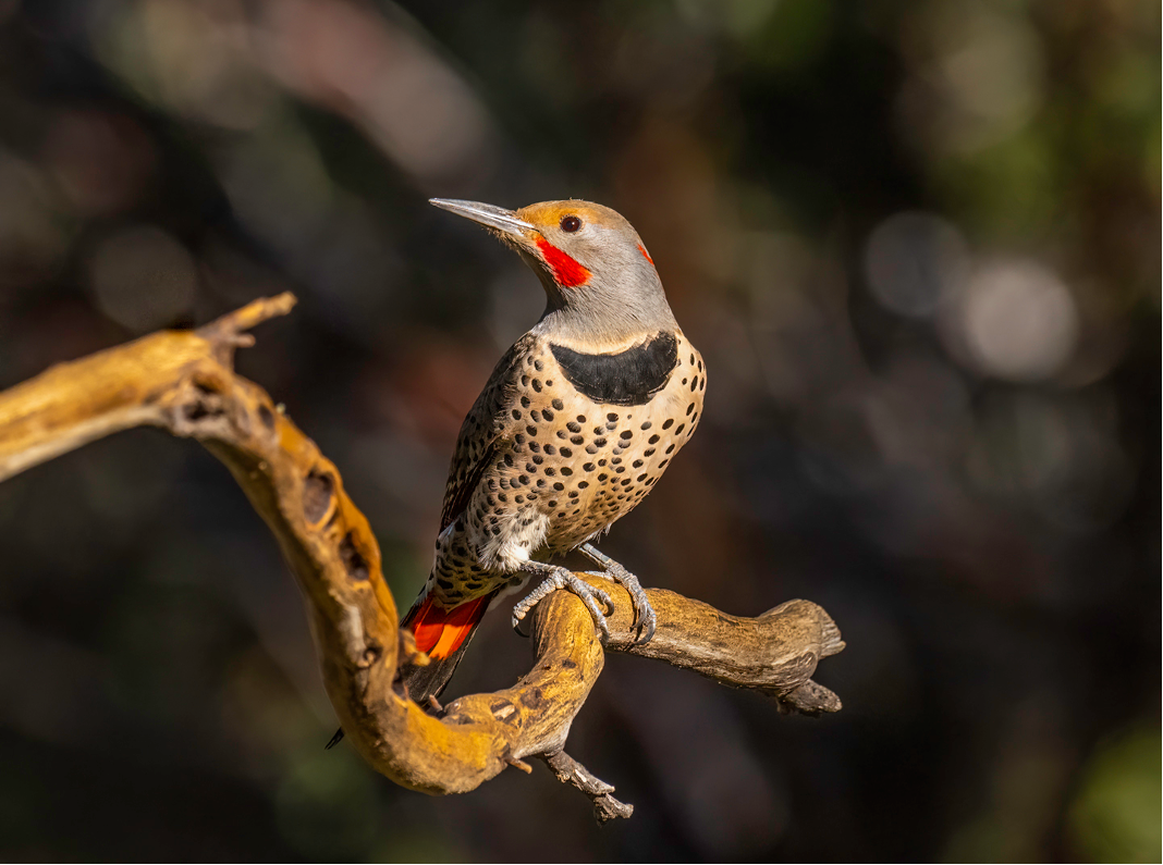 Northern Flicker by Dave Douglass