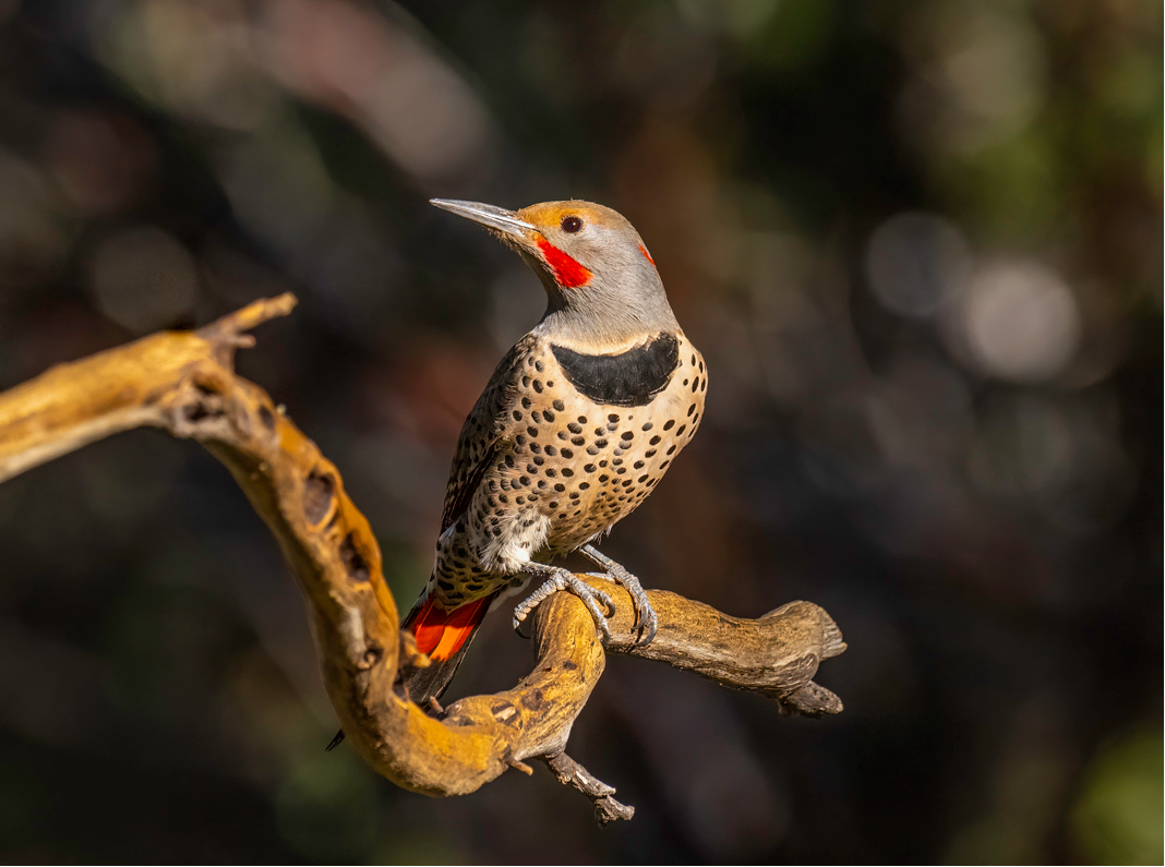 Carpintero Escapulario por Dave Douglass