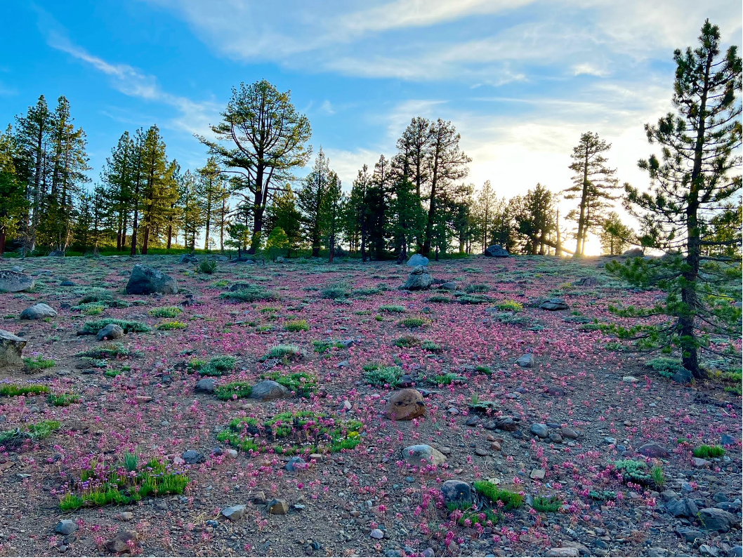 Montaña Alta con Flores Silvestres por Christy Huff