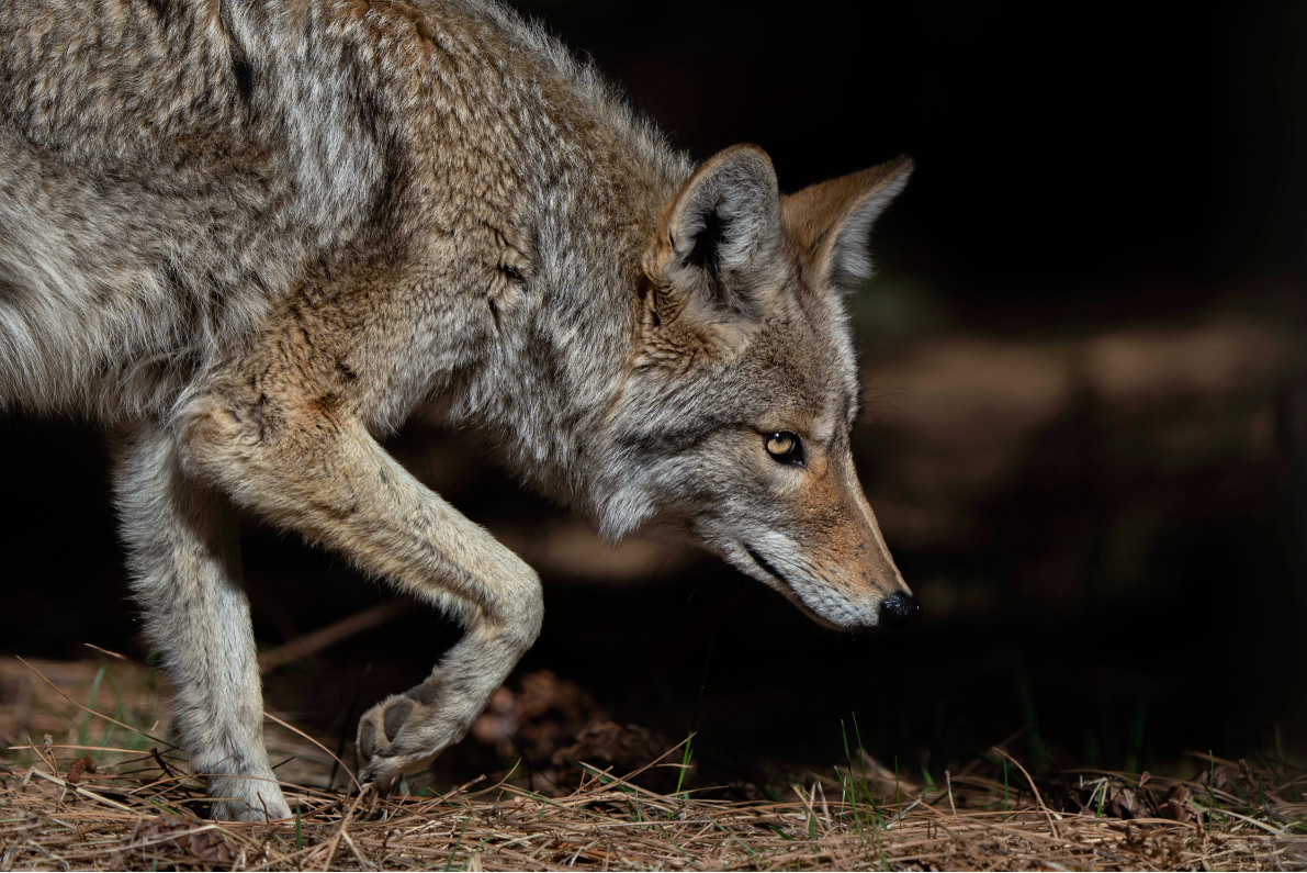 Coyote por Sharon Anderson
