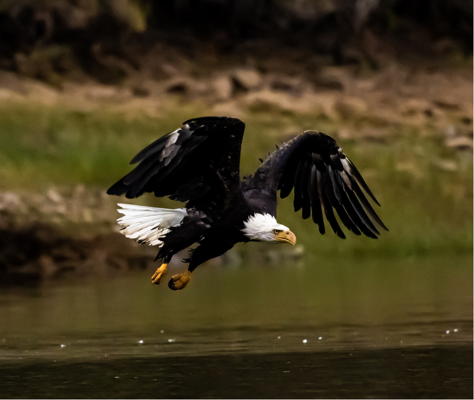 Bald Eagle by Rachel Payne