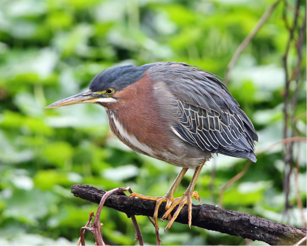 Green Heron by Rick Kimble