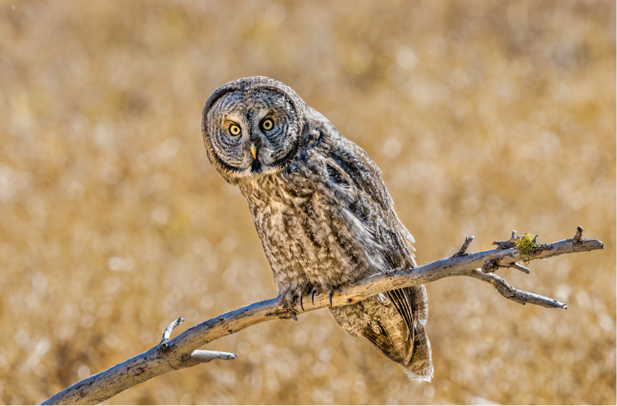 Great Gray Owl by Sharon Anderson
