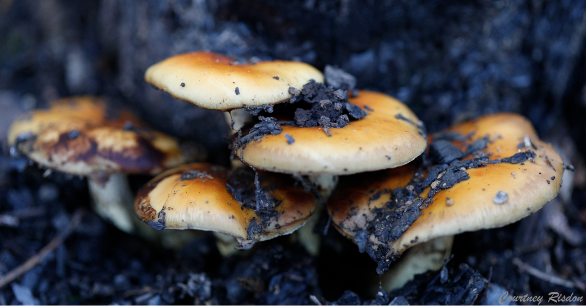 Fungi Emerging by Courtney Risdon