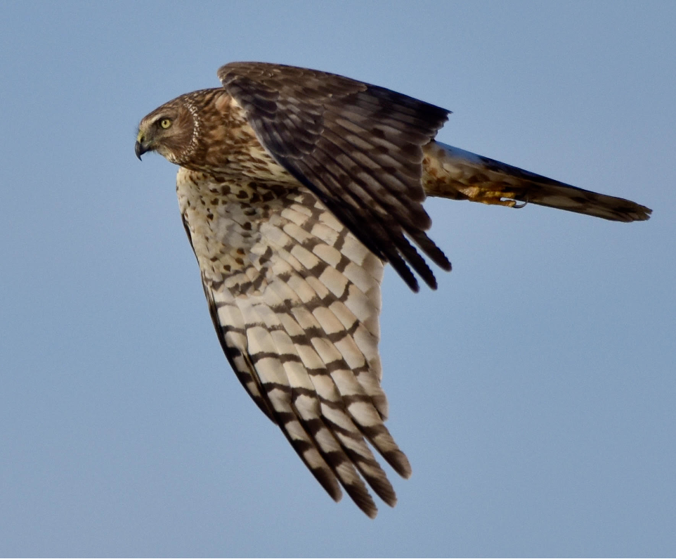 Northern Harrier by Christy Huff