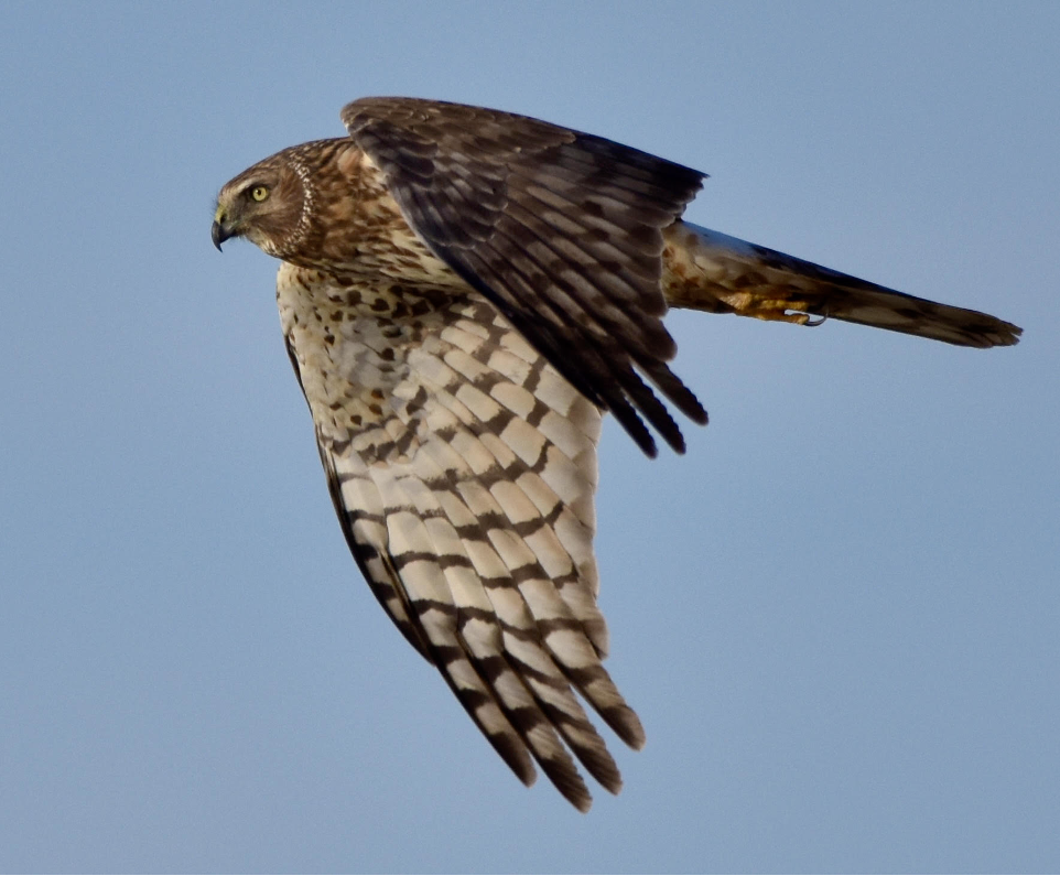 Aguilucho del Norte por Christy Huff